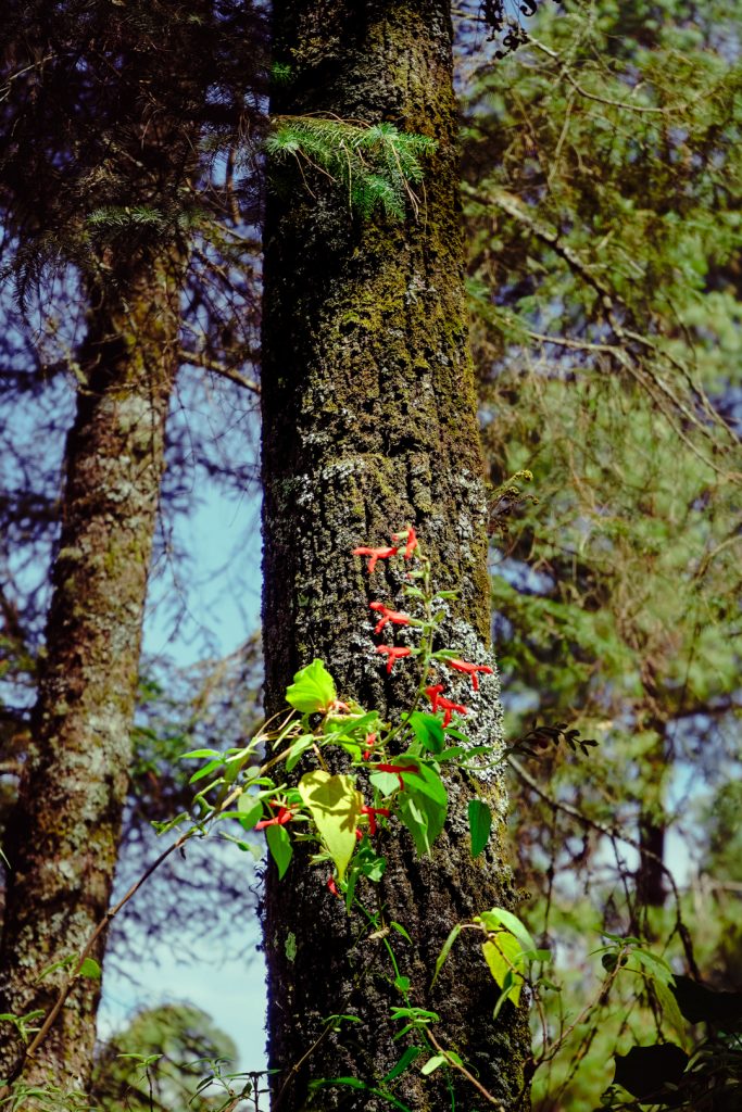 Nevado-Valle (10 de 53) Lugares naturales para visitar en el Nevado