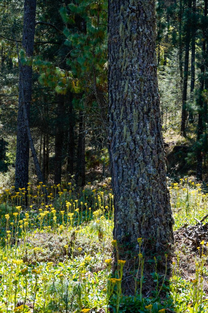 Turismo ecológico de bajo impacto en el Nevado Turismo ecológico de bajo impacto en el Nevado