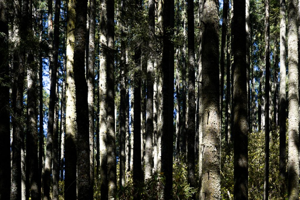 Nevado-Valle (4 de 53) Ecotours en el Nevado Valle México
