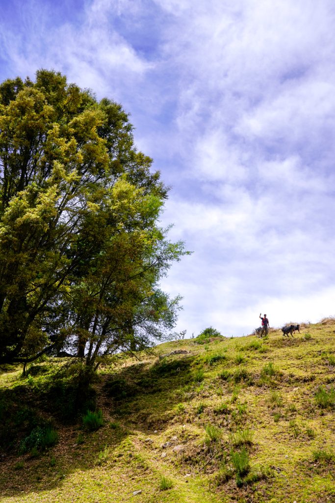 Conservación de la naturaleza en el Nevado Valle Conservación de la naturaleza en el Nevado Valle