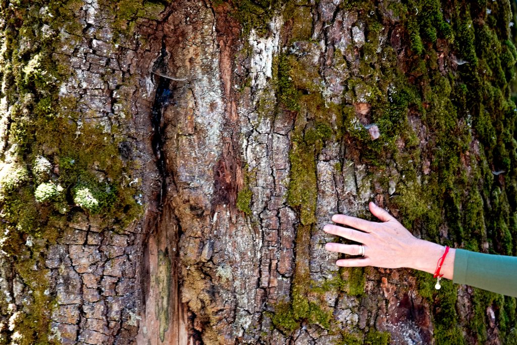 Nevado-Valle (6 de 53) Escapadas naturales en el Nevado México