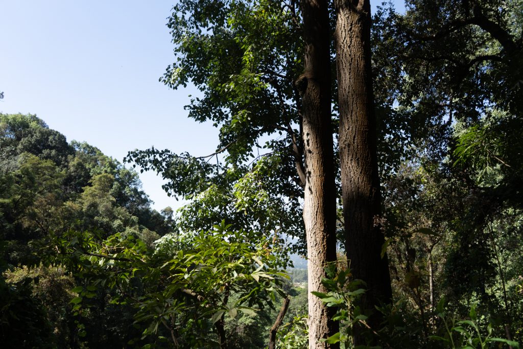 Nevado-Valle (8 de 53) Ecoturismo en el Valle del Cauca